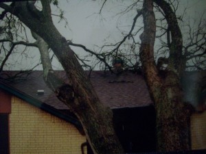 2nd-sd-card-2001-fallen-trees-003