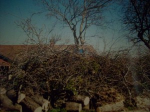 2nd-sd-card-2001-fallen-tree-2nd-set-of-pic-002